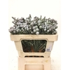 KAAPS SILVER BRUNIA