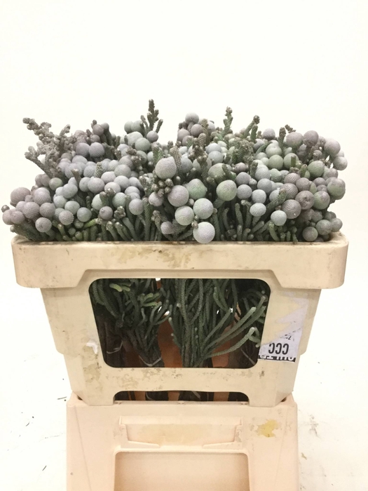 KAAPS SILVER BRUNIA