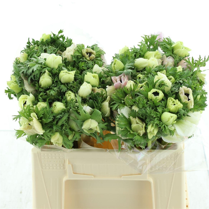 <h4>Anem Co Mar White</h4>