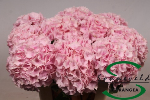 <h4>HYDR M CH LOLLYPP RZ</h4>