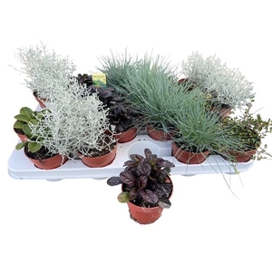 VASTE PLANTEN OV