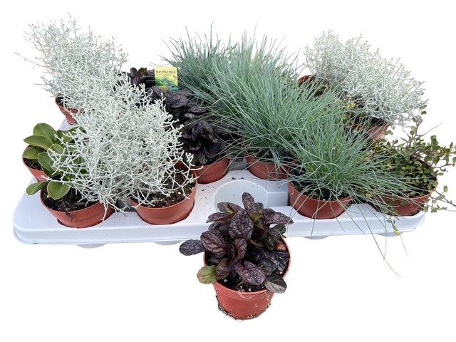 <h4>VASTE PLANTEN OV</h4>