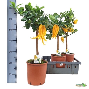 CITR MEDICA DIGITATA