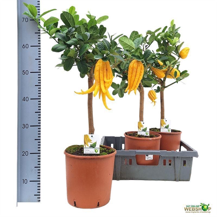 <h4>CITR MEDICA DIGITATA</h4>