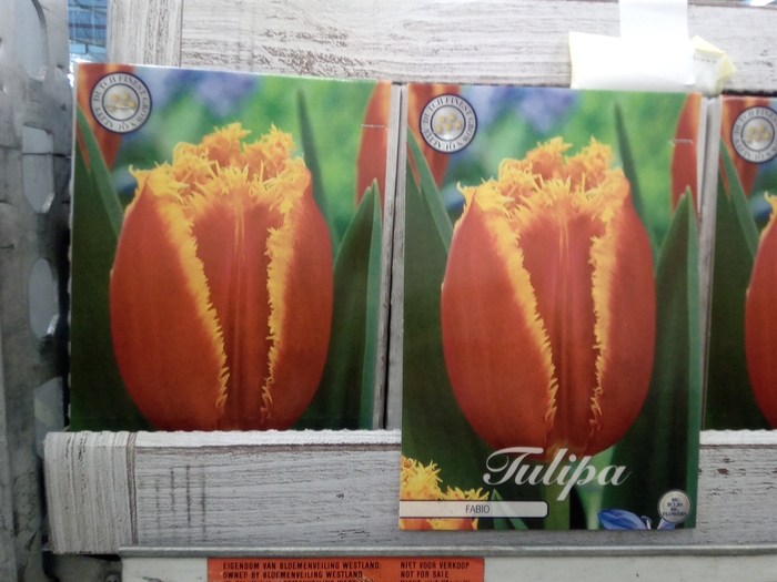 <h4>Tulipa   ...flowerbulbs</h4>