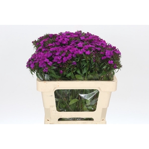 Dianthus Br Amazon Neon Purple