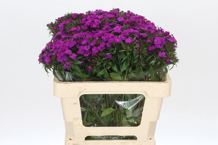 <h4>Dianthus Br Amazon Neon Purple</h4>