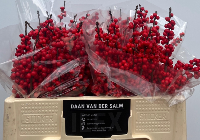 <h4>ILEX VE OOSTERWIJK</h4>