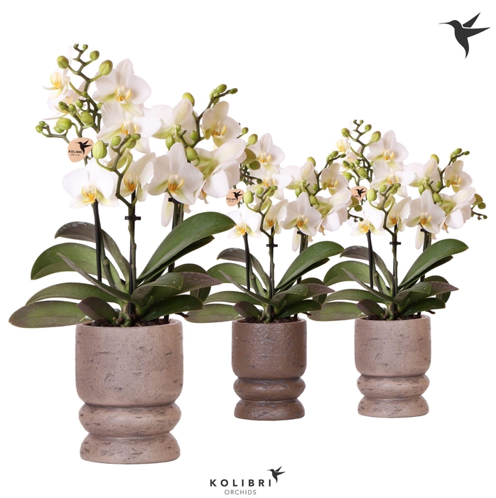 <h4>Kolibri Orchids Phalaenopsis Lausanne 3 spike in Vintage pot mix</h4>