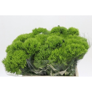 Dianthus Br Kiwi Mellow