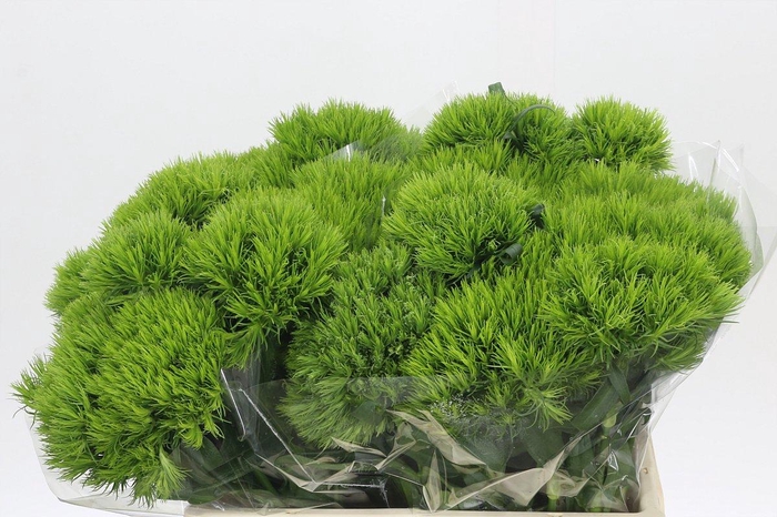 <h4>Dianthus Br Kiwi Mellow</h4>