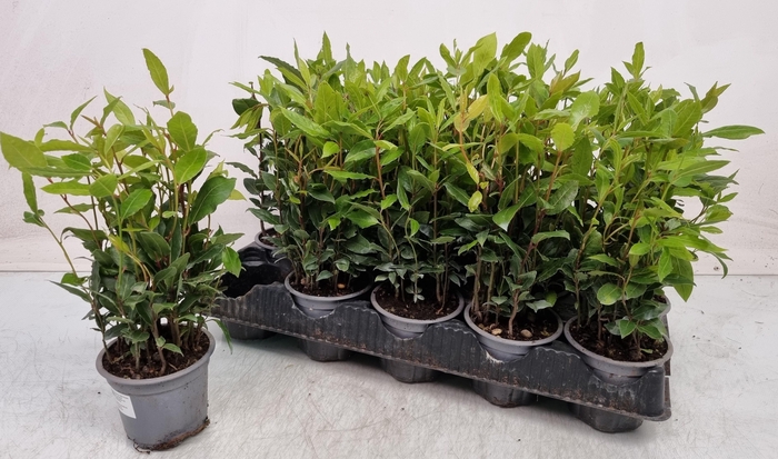 <h4>LAU NOBILIS</h4>