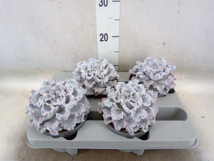 <h4>Echeveria   ...</h4>