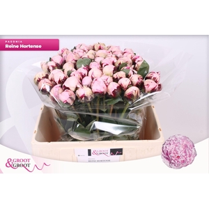 Paeonia Reine Hortense