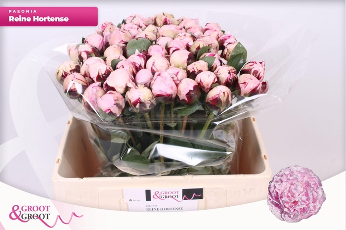 <h4>Paeonia Reine Hortense</h4>