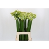 Ornithogalum Saundersiae
