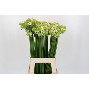 Ornithogalum Saundersiae