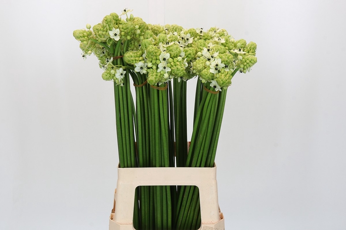 <h4>Ornithogalum Saundersiae</h4>