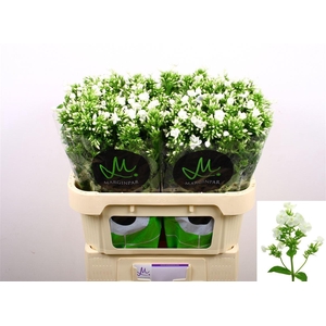 Phlox P Icecap