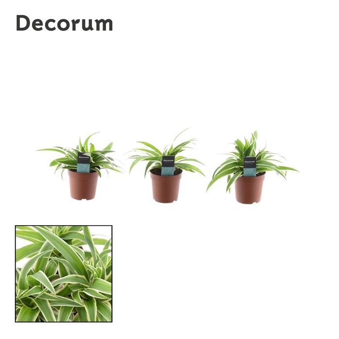 <h4>Chlorophytum Ocean</h4>