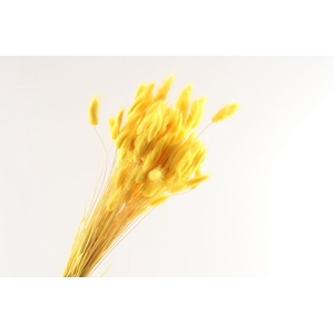 Lagurus Yellow