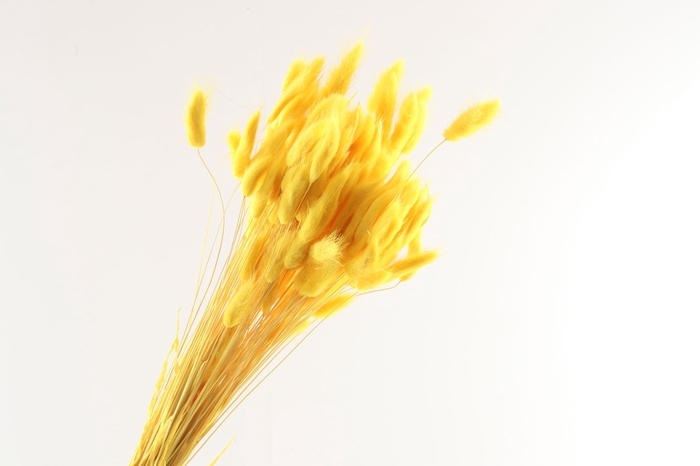 <h4>Lagurus Yellow</h4>