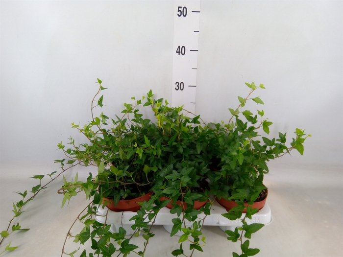 <h4>Hedera helix 'Shamrock'</h4>