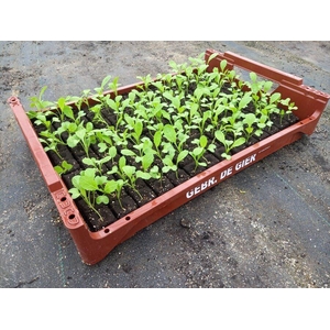 de Gier Groenteplanten 101 Kool Amsoi - 140 planten