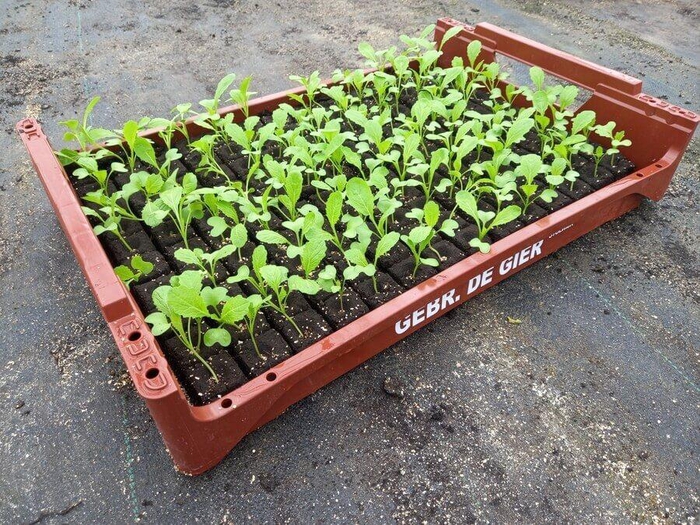 <h4>de Gier Groenteplanten 101 Kool Amsoi - 140 planten</h4>