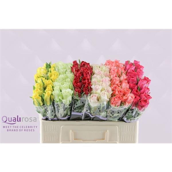 <h4>R Gr Mix Qualirosa</h4>