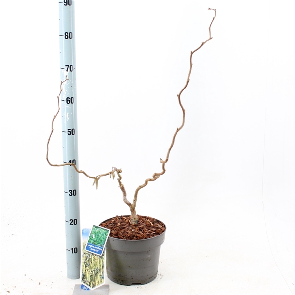 <h4>Corylus avellana 'Contorta'</h4>