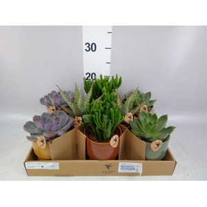 Succulents   ...mix 3