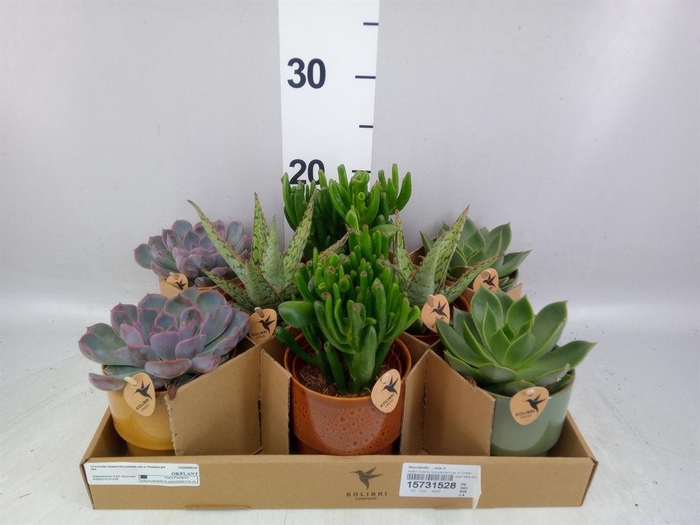 <h4>Succulents ...mix 3</h4>