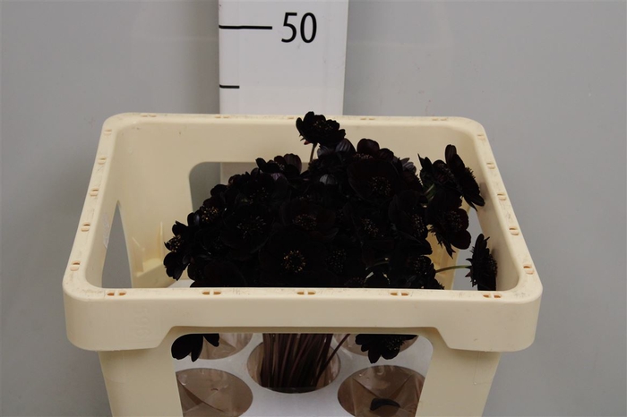 <h4>Cosmos Black Beauty</h4>