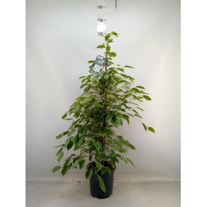 Ficus benja. 'Golden King'