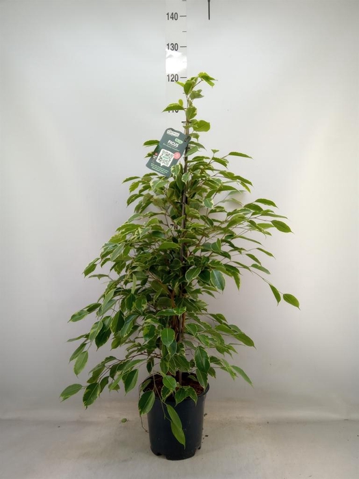 <h4>Ficus benja. 'Golden King'</h4>