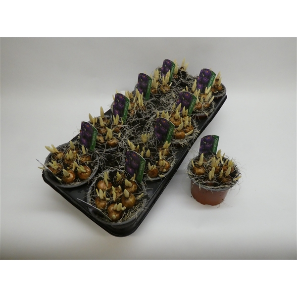 <h4>Crocus vernus 'Flower Record'</h4>