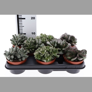 Succulents   ...