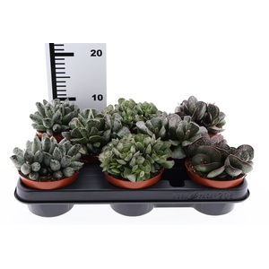Succulents   ...