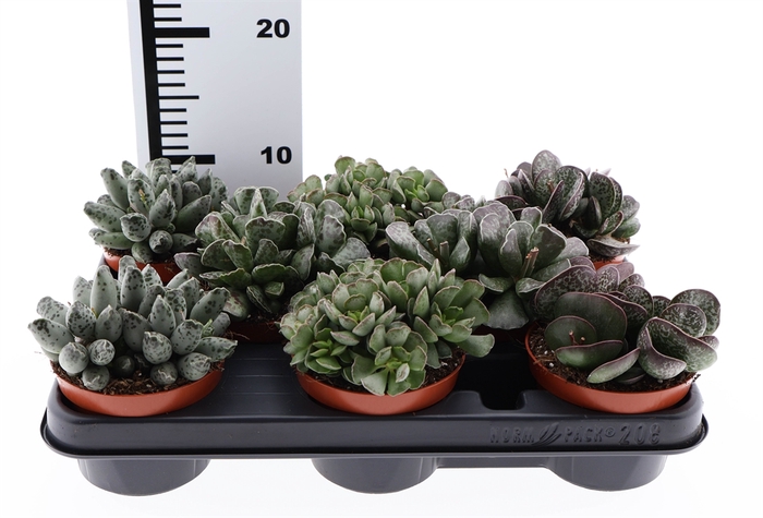 <h4>Succulents   ...</h4>