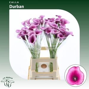 Calla Durban