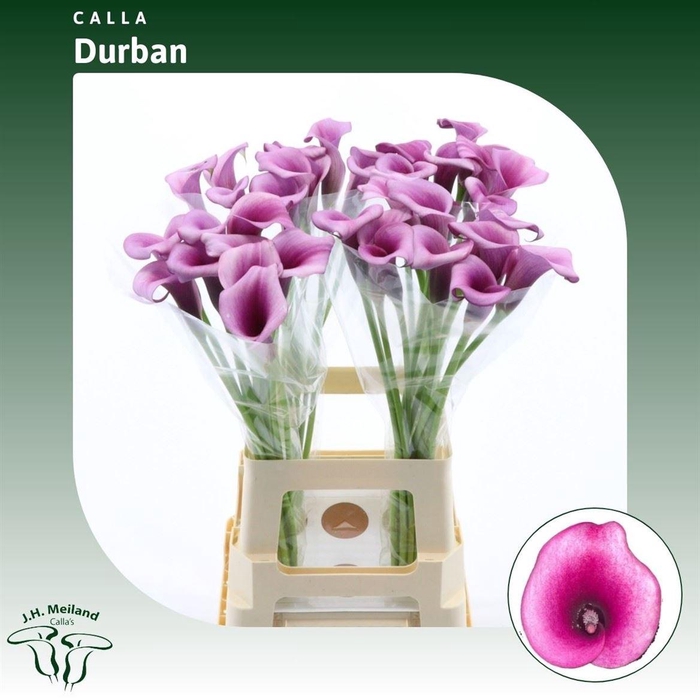 <h4>Calla Durban</h4>
