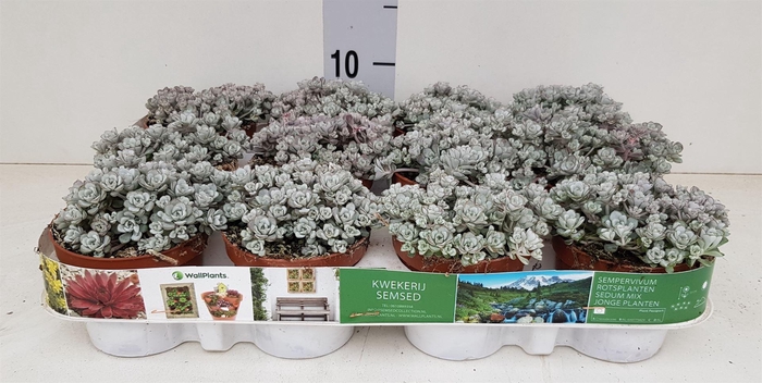 <h4>Sedum spathulifolium 'Cape Blanco'</h4>