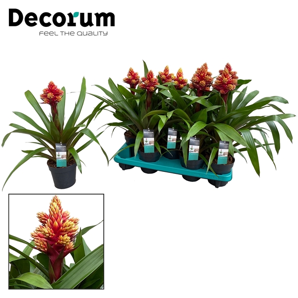 <h4>Guzmania Brush (Decorum)</h4>