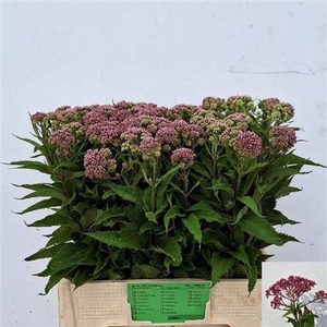 Eupat Purpureum