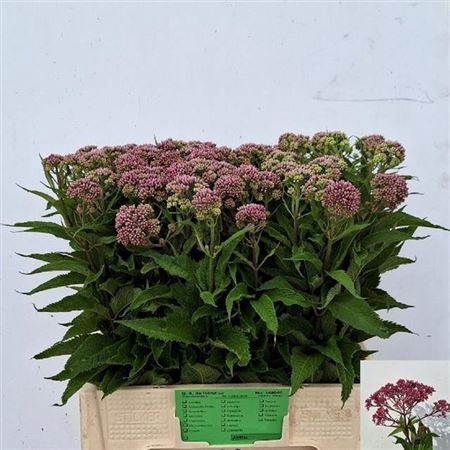 <h4>Eupat Purpureum</h4>