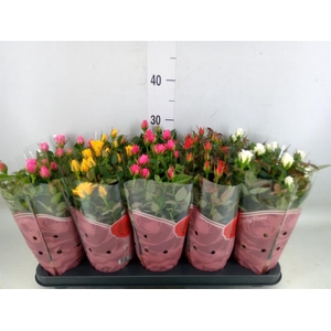 Rosa  'Star Roses'   ...mix 4