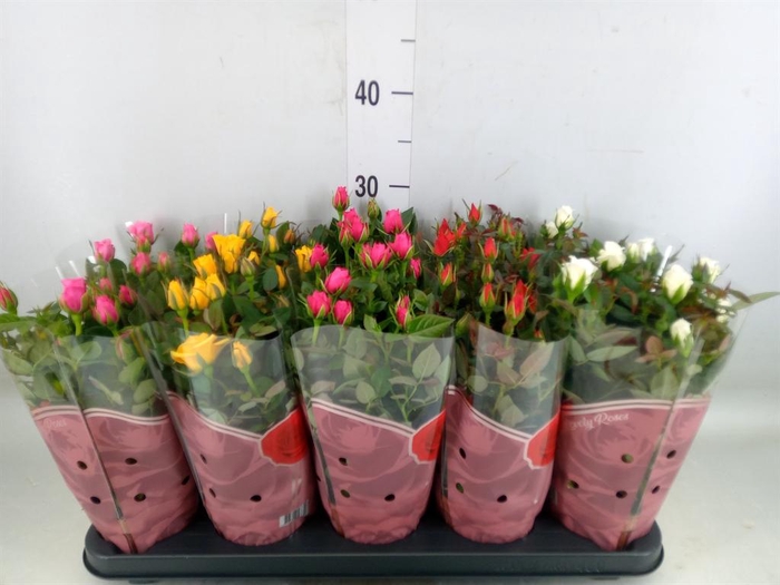 <h4>Rosa  'Star Roses'   ...mix 4</h4>