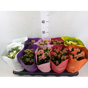 Kalanchoe blos.   ..rosebud rs fl 5