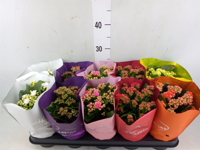 <h4>Kalanchoe blos.   ..rosebud rs fl 5</h4>